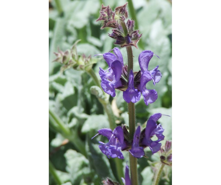 Platinum Sage